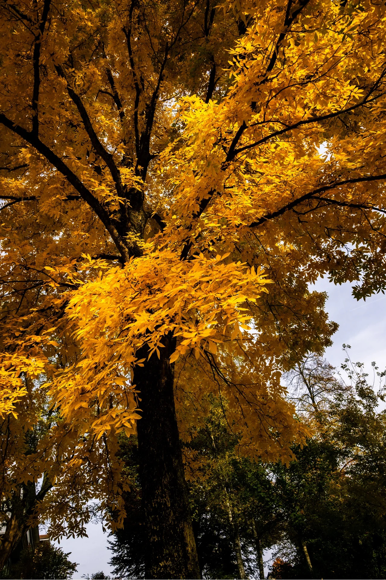 GOLDEN TREE - Image 2