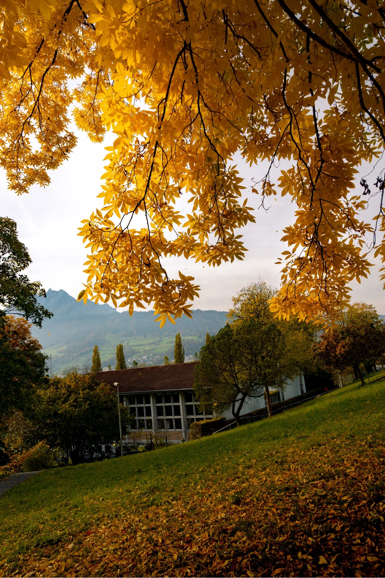 GOLDEN TREE - Image 3