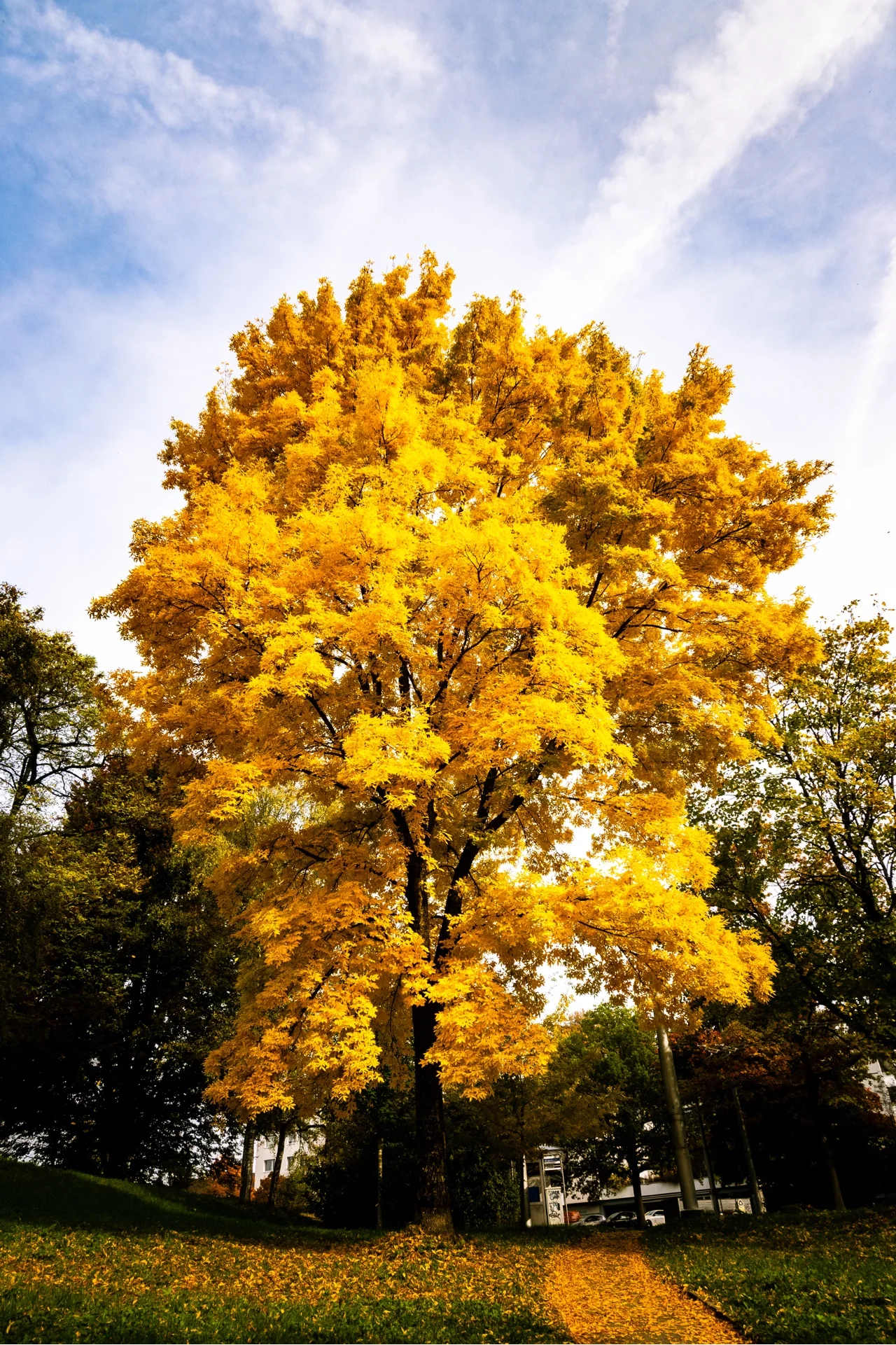 GOLDEN TREE - Image 4