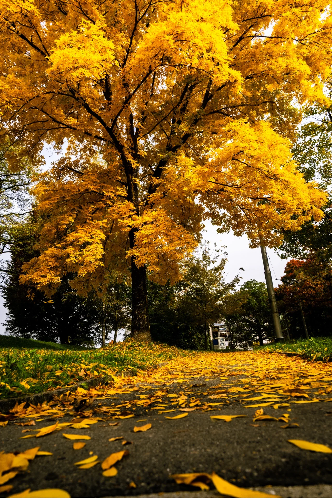 GOLDEN TREE - Image 5