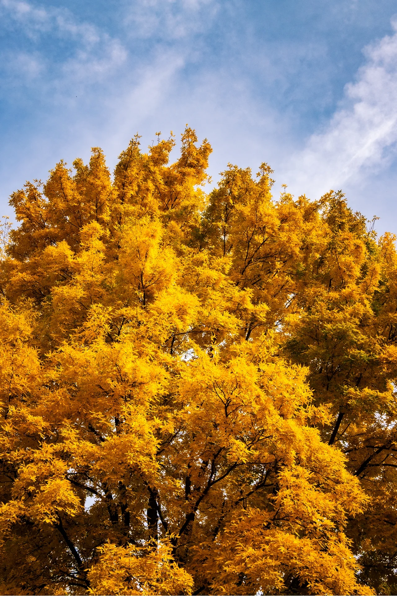 GOLDEN TREE - Image 6