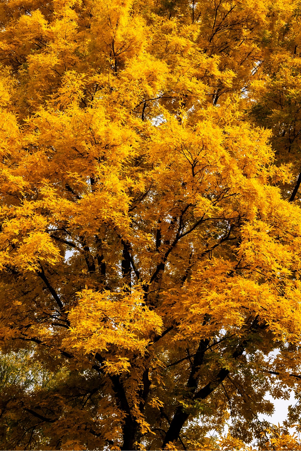GOLDEN TREE - Image 7